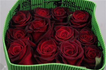 <h4>R Gr Black Baccara Ec</h4>