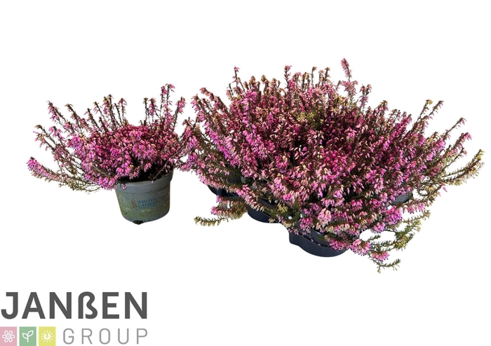 <h4>ERIC CARNEA</h4>