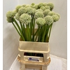 Allium White Giant