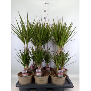 Dracaena marg.