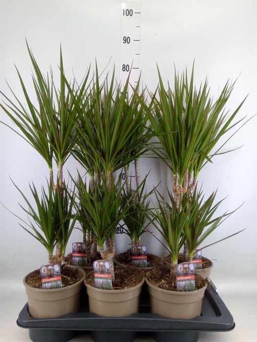 <h4>Dracaena marg.</h4>