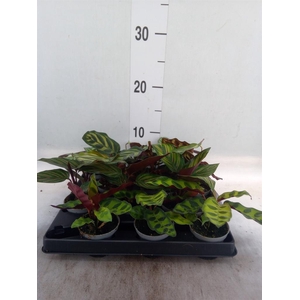Calathea ...
