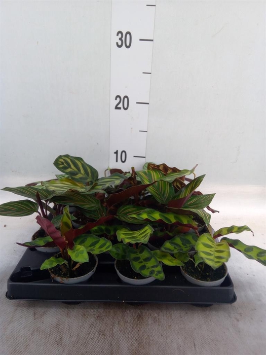 <h4>Calathea   ...</h4>