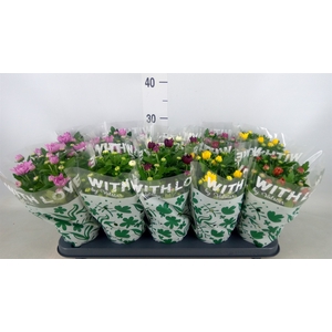 Chrysanthemum   ..mix 5
