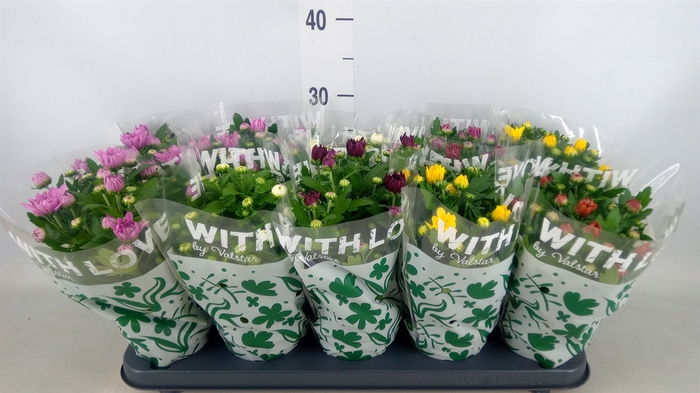<h4>Chrysanthemum   ..mix 5</h4>