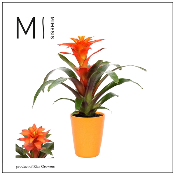 <h4>Mimesis Guzmania Fiero Orange - 13 cm in Florence</h4>