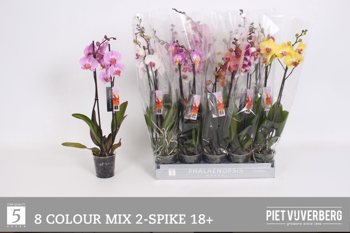<h4>PHAL GEM 8 KL</h4>