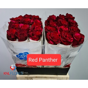 R GR RED PANTHER