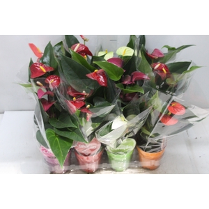 ANTHURIUM VARIADO P09
