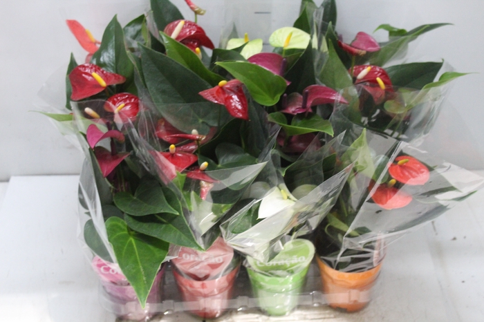 <h4>ANTHURIUM VARIADO P09</h4>