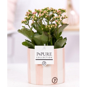 Kalanchoe pink in P&PURE Eline 2 ceramics pink