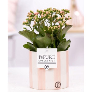 Kalanchoe pink in P&PURE Eline ceramics pink