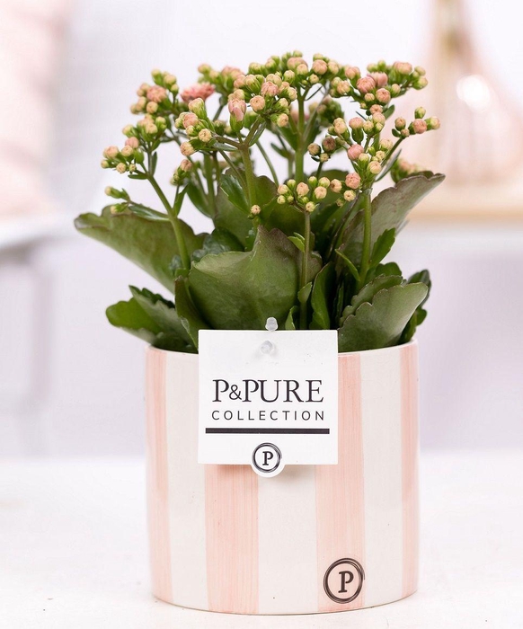 <h4>Kalanchoe pink in P&PURE Eline ceramics pink</h4>