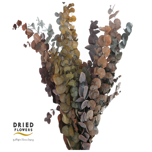 Dried Bleached Eucalyptus Populus Autumn