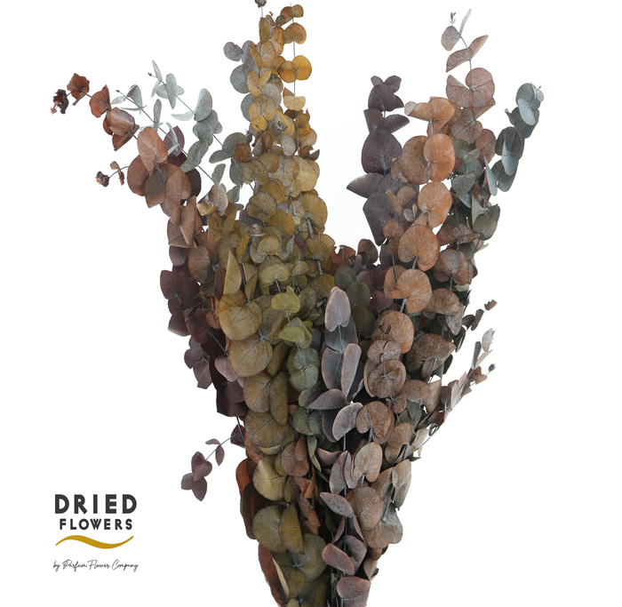 <h4>Dried Bleached Eucalyptus Populus Autumn</h4>