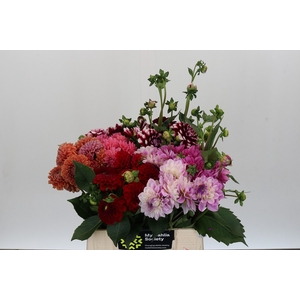 Dahlia Gemengd in fust