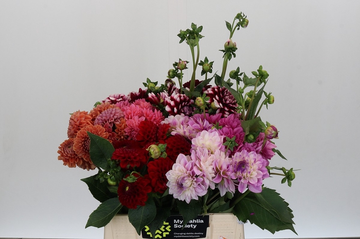 <h4>Dahlia Gemengd in fust</h4>