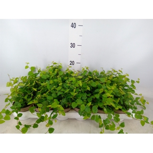 Ficus pumila 'Sunny Green'