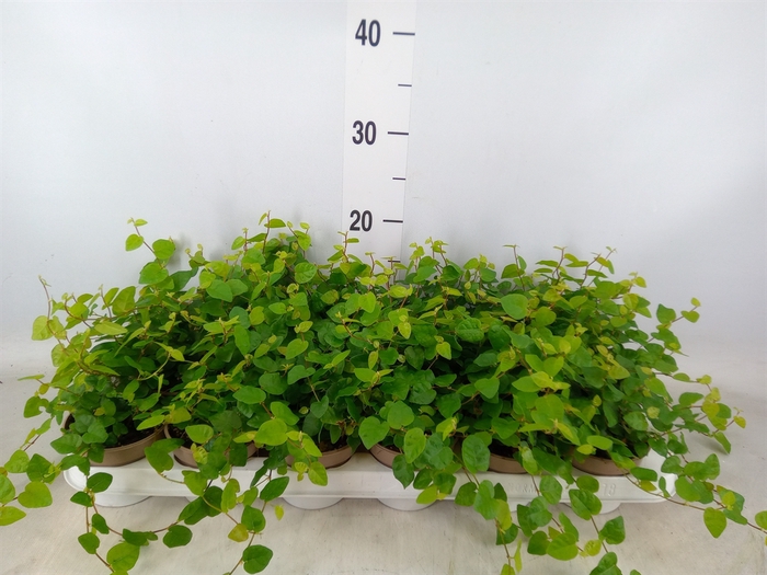 <h4>Ficus pumila 'Sunny Green'</h4>