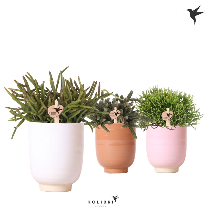 <h4>Kolibri Greens Rhipsalis mix in Glazed pot mix</h4>