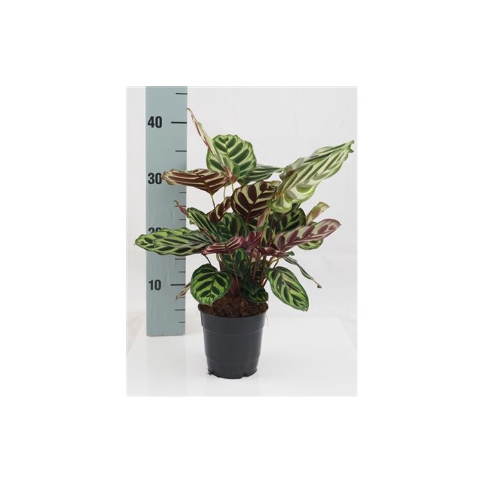 <h4>Calathea Makoyana</h4>