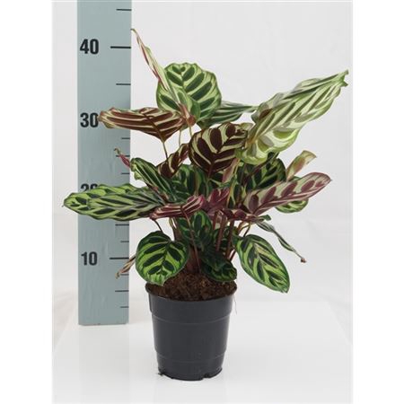 <h4>Calathea Makoyana</h4>