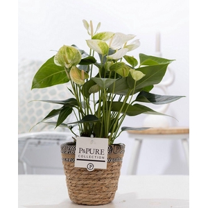 Anthurium white (Elido) in P&PURE Basket 6;