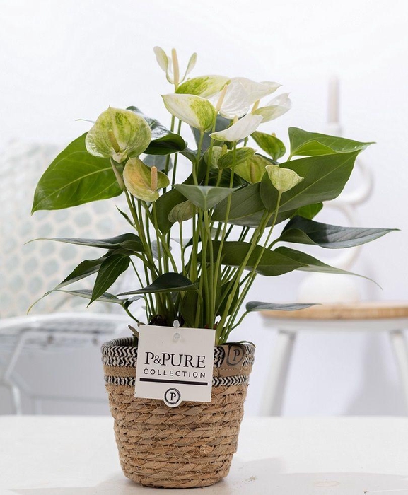 <h4>Anthurium white (Elido) in P&PURE Basket 6;</h4>