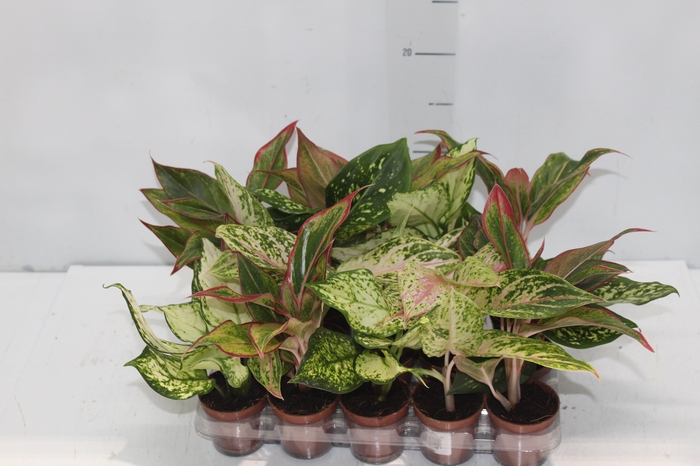 <h4>AGLAONEMA VARIADA P06</h4>