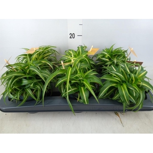 Chlorophytum com. 'Bonnie'