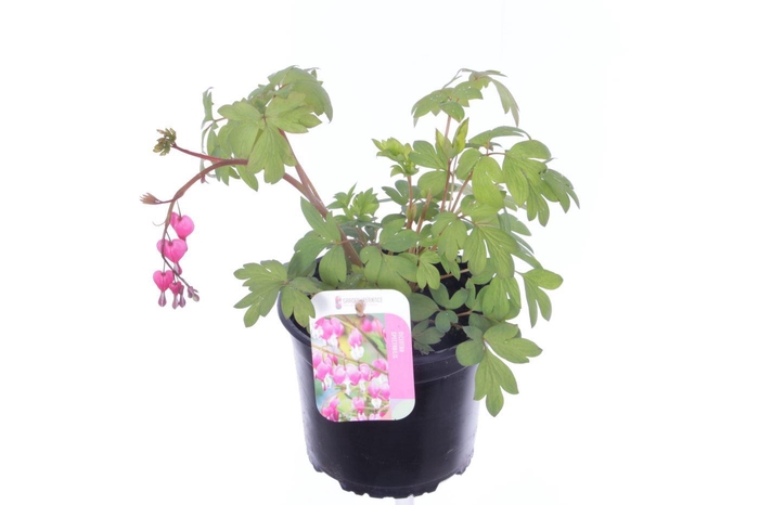 <h4>Dicentra spectabilis</h4>