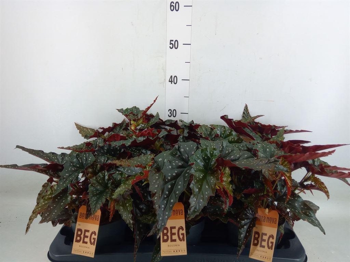<h4>Begonia BD mac. 'Black Forest'</h4>