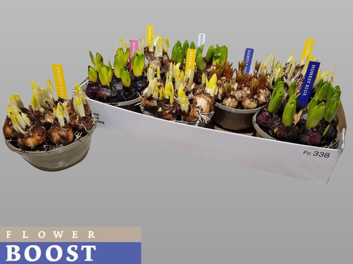 <h4>BOLBLOEMEN GEM</h4>