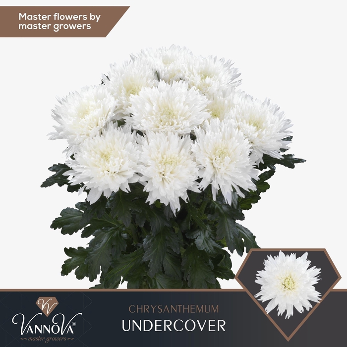 <h4>CHR G UNDERCOVER</h4>