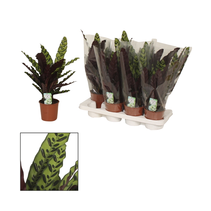 <h4>Calathea 14cm Insigne (Lancifolia)</h4>
