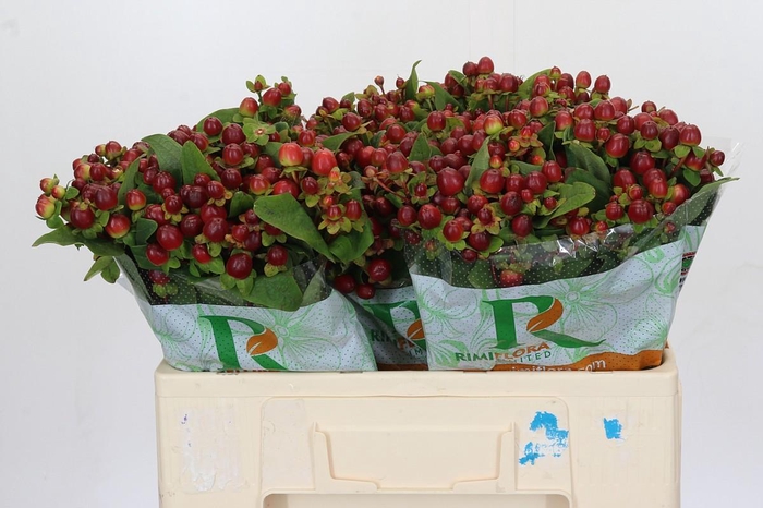 <h4>Hypericum Magical Seasons</h4>