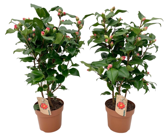 <h4>Camellia Dr King 20-25 knoppen</h4>