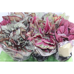 BEGONIA BELEAF P15 PO