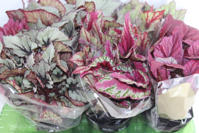 BEGONIA BELEAF P15 PO