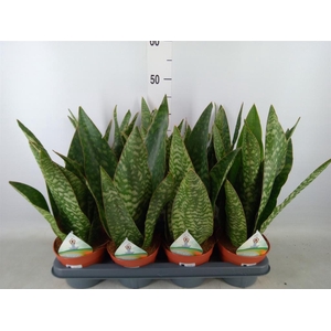 Sansevieria trifa.   ...