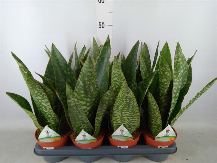 <h4>Sansevieria trifa.   ...</h4>