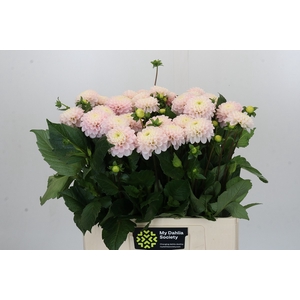 Dahlia Light Wizard