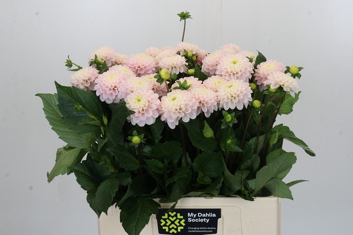 <h4>Dahlia Light Wizard</h4>