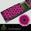 Germini Design Water