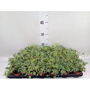 Hedera helix