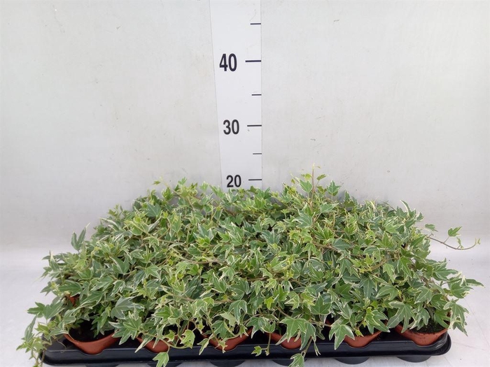 <h4>Hedera helix</h4>