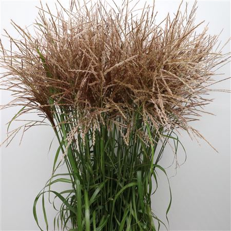 <h4>Miscanthus Punktgen</h4>