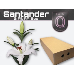 Lelies LI OR SANTANDER