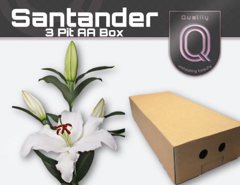<h4>Lelies LI OR SANTANDER</h4>