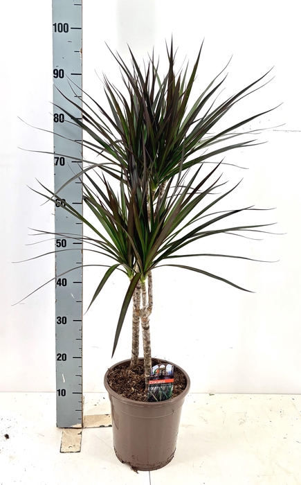 <h4>DRA MARG MAGENTA</h4>